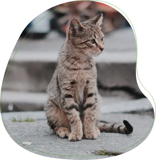 decorative image of sitting grey-brown tabby kitten