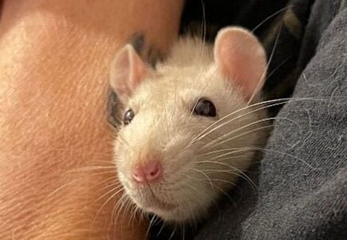 little white mouse being held
